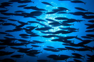 Banking von morgen: Welche Fische werden den Lebensraum der Wale bereichern?