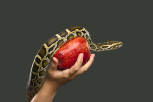 Read more about the article Wenn Smart Contracts entgleisen: Der Blockchain-Sündenfall bei The DAO